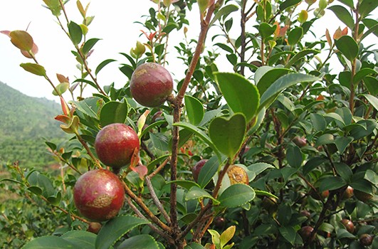 高標準油茶示范林基地項目
